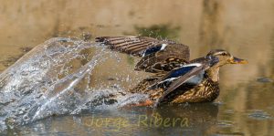 Anade Real azulon  (Anas platyrhynchos)