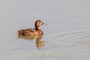 Porron europeo (Aythya ferina)