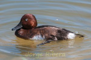 Porron pardo (Aythya nyroca)