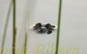 Ranas