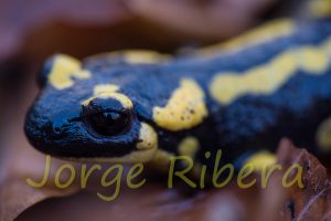 Salamandra del Montseny (Salamandra salamandra)