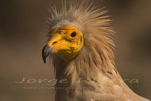 Alimoches (Neophron percnopterus)