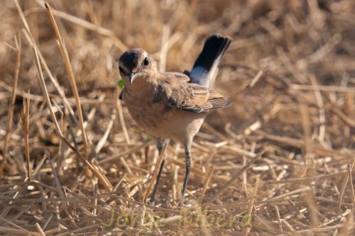 CollalbaGris_FuentesClaras