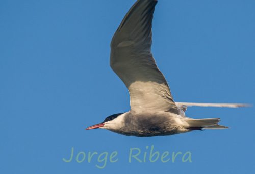Fumarel cariblanco