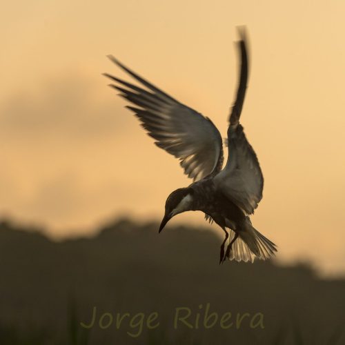 FumarelCariblanco_Almenara