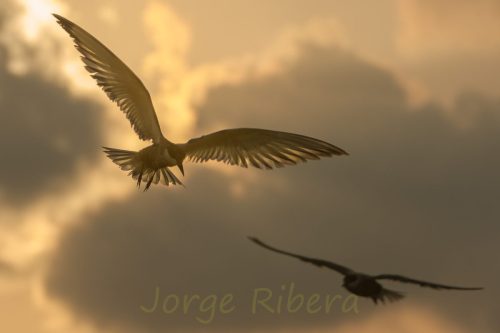 FumarelCariblanco_Almenara