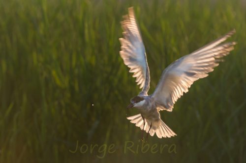 Fumarel cariblanco (Chlidonias Hybrida)