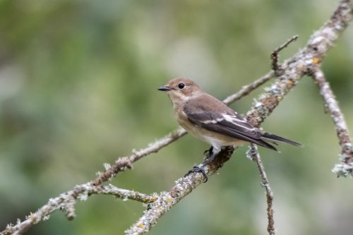 PapamoscasCerrojillo_Fonfria