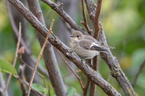 PapamoscasCerrojillo_FuentesClaras