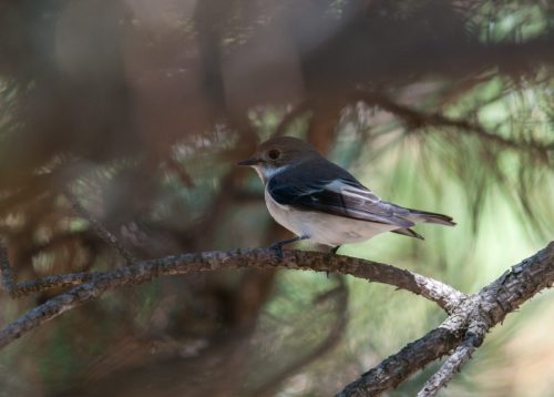 PapamoscasCerrojillo_Monreal