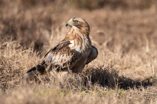 Aguila Calzada (Hieraaetus pennatus)