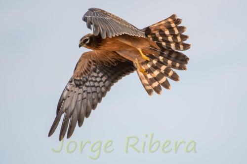 Aguilucho Cenizo (Circus pygargus)