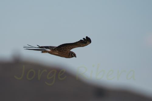 Aguilucho Cenizo (Circus pygargus)