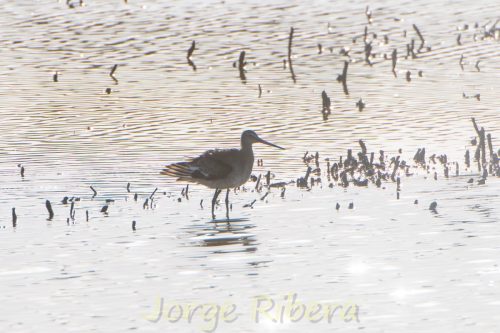 Aguja Colinegra_MarjalDelsMoros