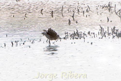 Aguja Colinegra_MarjalDelsMoros