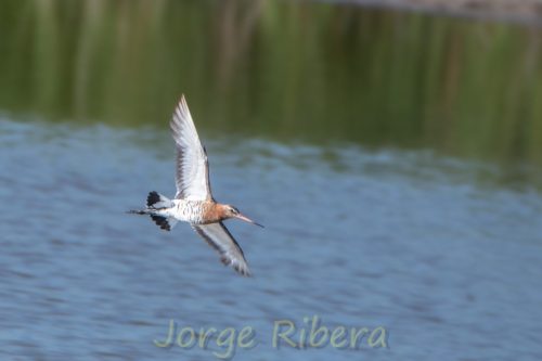 Aguja Colinegra_MarjalDelsMoros