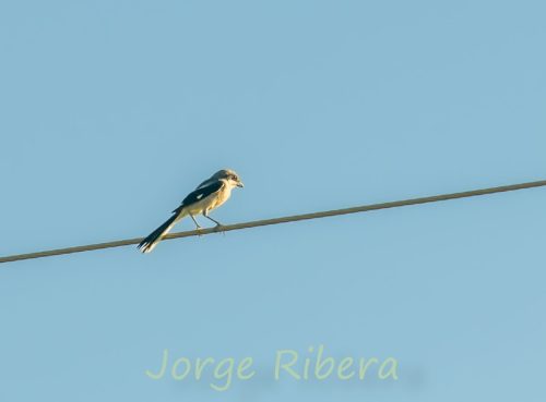 Alcaudon Real_Albufera