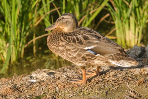 Anade Friso_Albufera