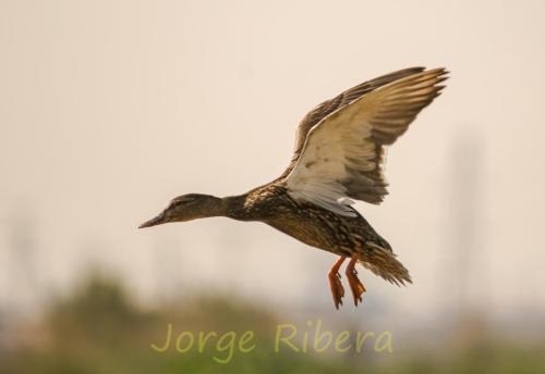 AndadeReal_Albufera