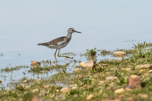 Andarrios Bastardo (Tringa glareola).
