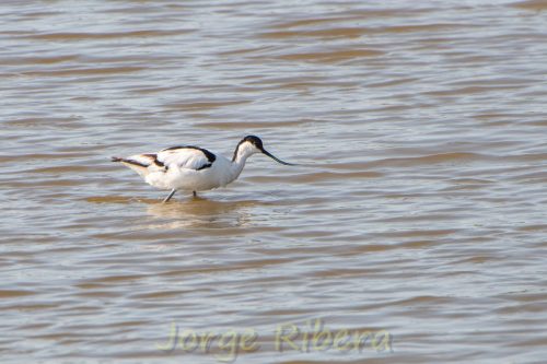 Avoceta Marjal dels Moros
