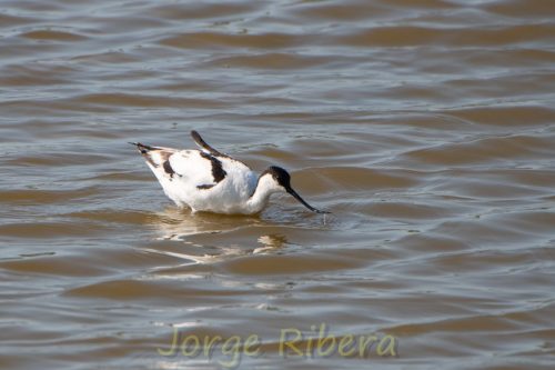 Avoceta Marjal dels Moros