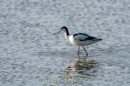 Avoceta Marjal dels Moros