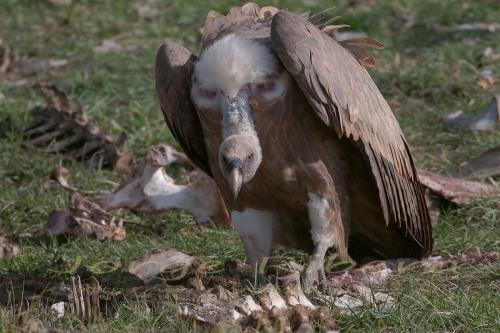 Buitre Leonado Chelva.