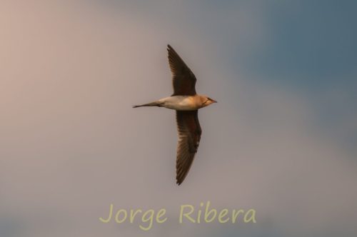 Canastera común Almenara