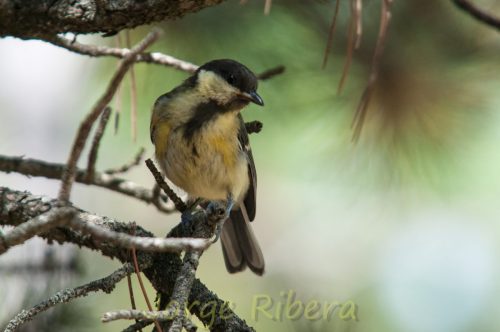 CarboneroComun_CanoGato