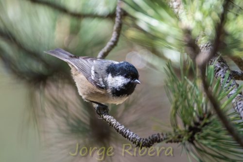 CarboneroGarrapinos_Fonfria