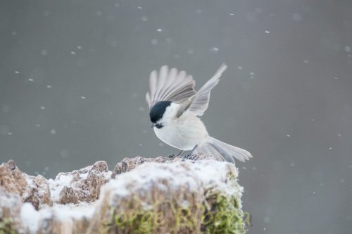 Carbonero Palustre Polonia