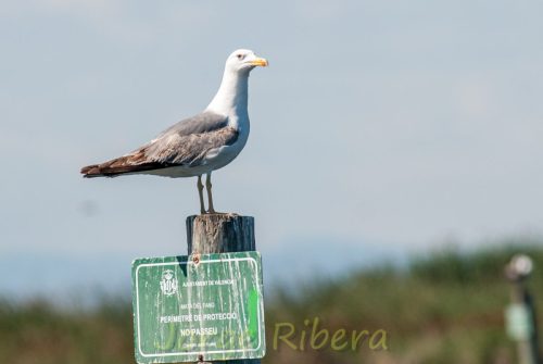 Caviota Sombria_Albufera