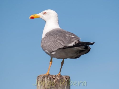 Caviota Sombria_Albufera