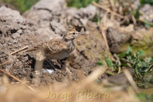 CogujadaComun_FuentesClaras