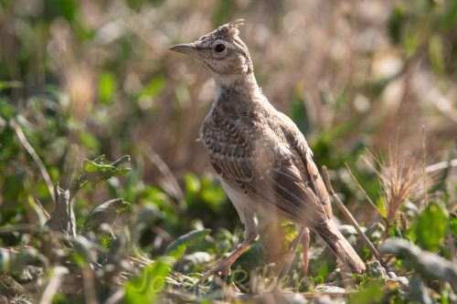 CogujadaComun_FuentesClaras