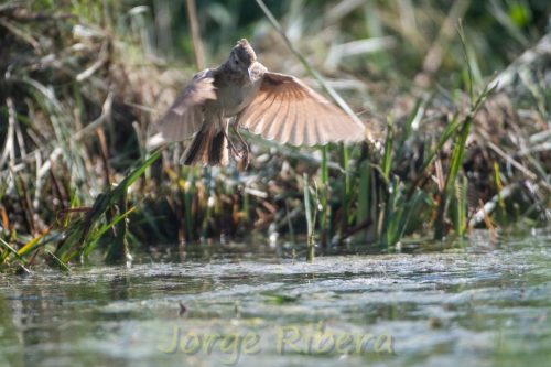 CogujadaComun_FuentesClaras