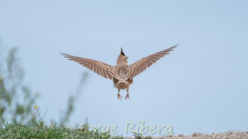 CogujadaComun_OjosNegros