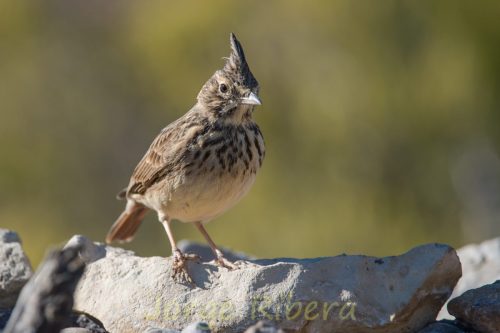 CogujadaMontesina_Casinos