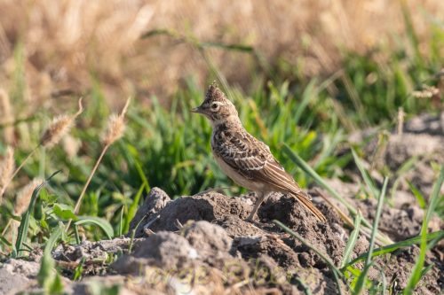 CogujadaMontesina_FuentesClaras