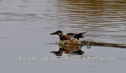 CucharaMacho-Aterriza Albufera 2011