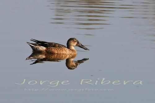 CucharaMacho Albufera 2011