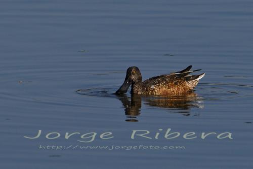 CucharaMacho Albufera 2011 2