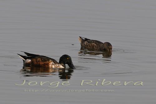 CucharaPareja Albufera 2011