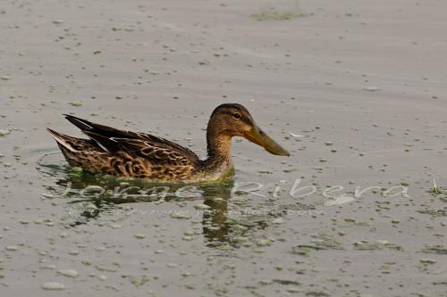 Cuchara Albufera 2011