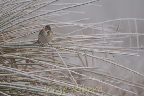 Escribano Palustre hielo Berzosos