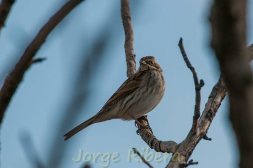 EscribanoPalustre_LaRifa