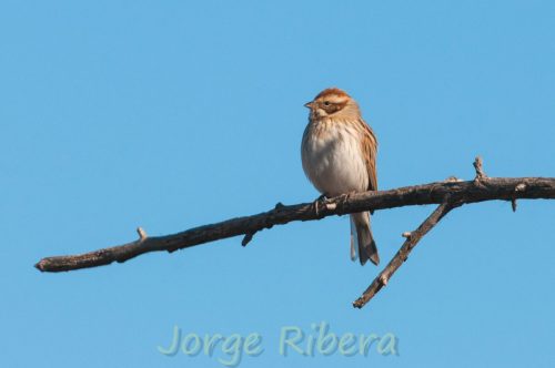 EscribanoPalustre_LaRifa