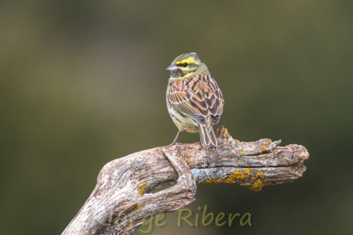 EscribanoSotenoLaYesa