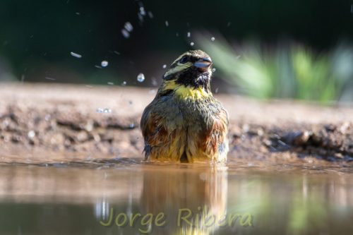 EscribanoSotenoMotilla